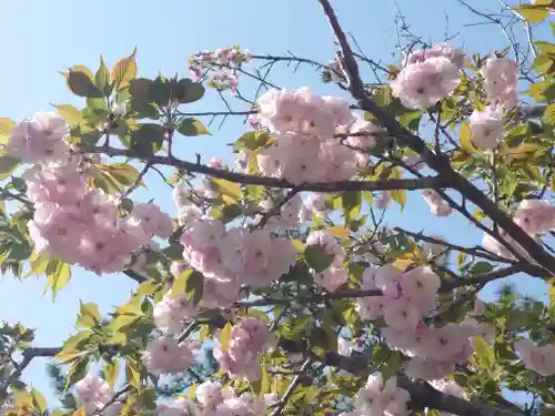 鶴嶺八幡宮(神奈川県)