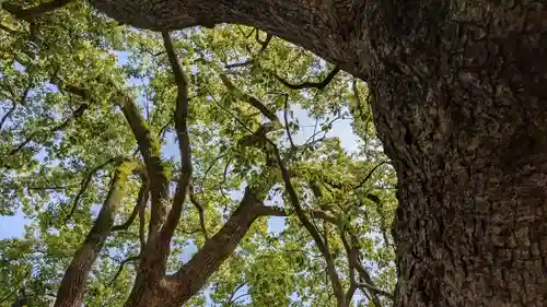 山王神社の自然