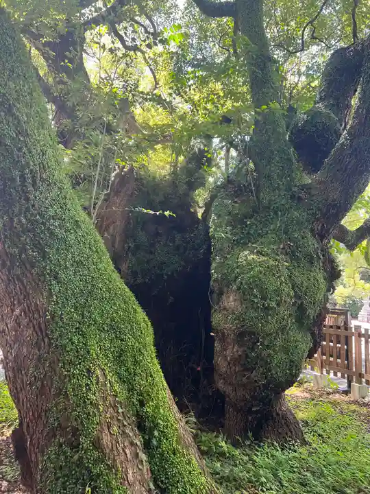 富知六所浅間神社の自然