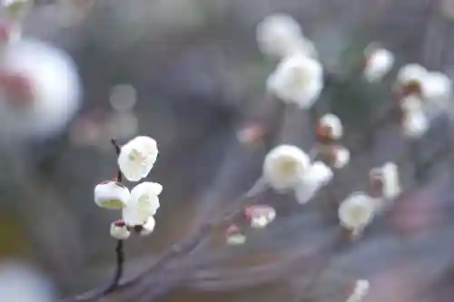 妙顯寺（妙顕寺）(京都府)