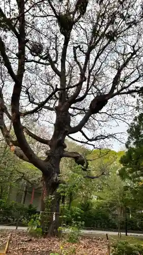 北海道神宮(北海道)