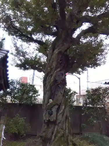 護国院(東京都)