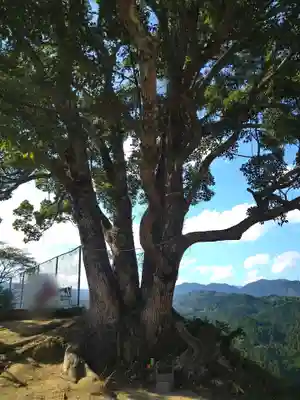 サムハラ神社 元宮の自然
