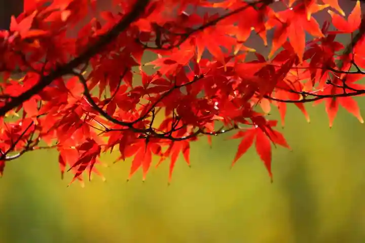 東館稲荷神社の自然