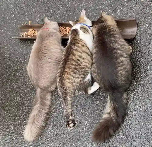 御誕生寺（猫寺）の動物