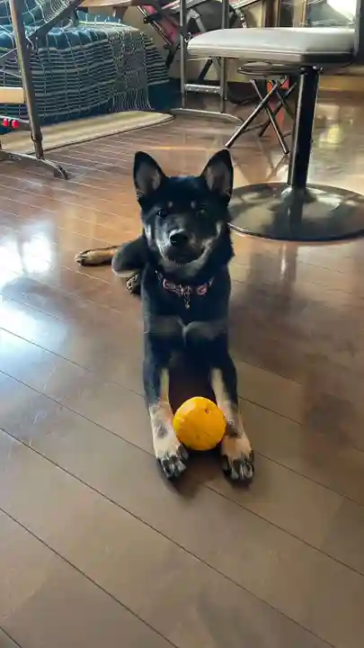 真言宗豊山派 赤城寺の動物