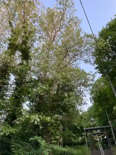 上野幌神社(北海道)