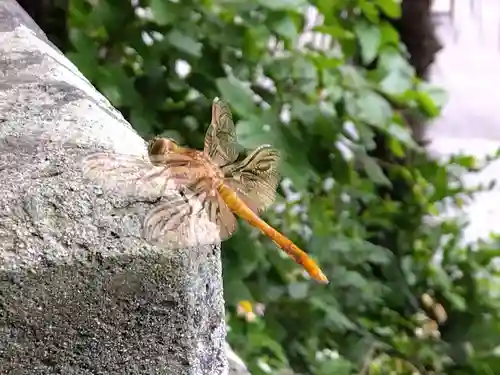 大己貴神社(福井県)