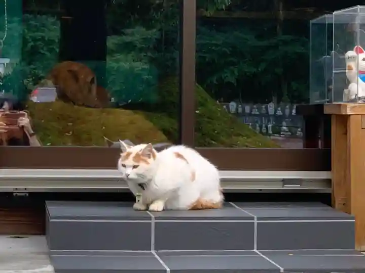 御誕生寺(猫寺)の動物