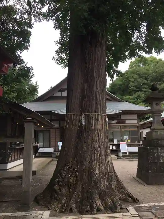 下総国三山 二宮神社の自然