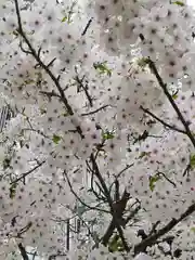 靖國神社の自然