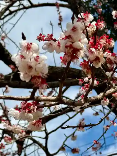 加古川戎神社 (粟津天満神社境内社)(兵庫県)