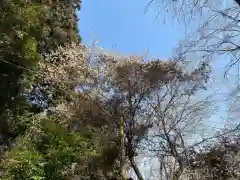 大宮温泉神社の自然