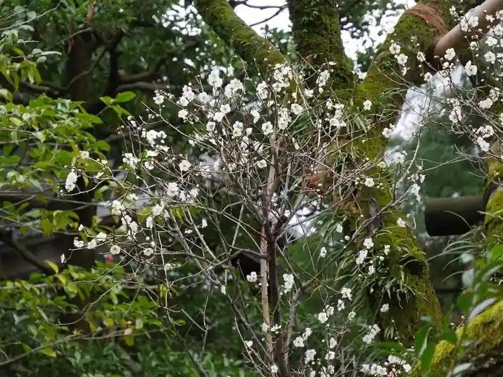 東長谷寺 薬王院の自然