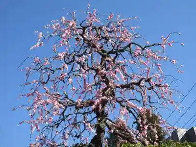 小日向 本法寺(東京都)