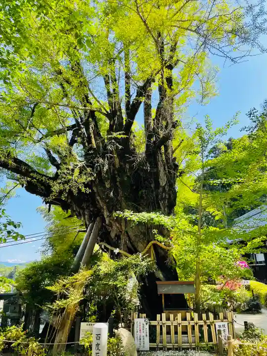 葛城一言主神社の自然