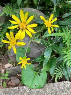 大山祇神社の自然