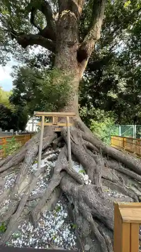 和泉國一之宮　大鳥大社の自然