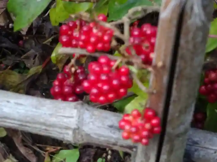 黄梅院(円覚寺塔頭)の自然