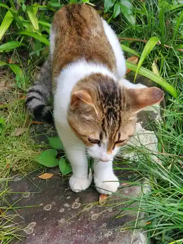 秩父札所三十二番　法性寺の動物