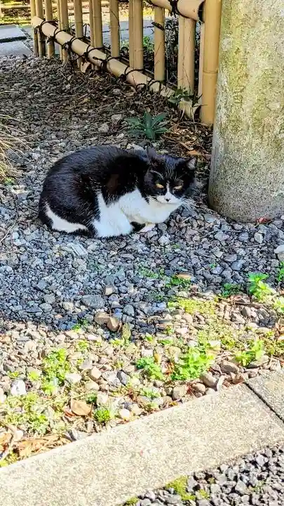 白金氷川神社の動物