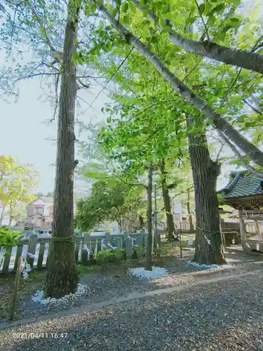 玉前神社の自然