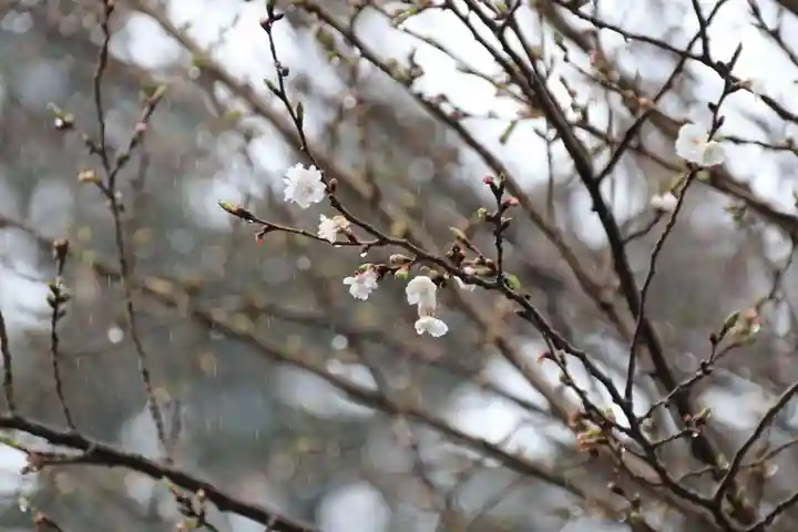 開成山大神宮の自然