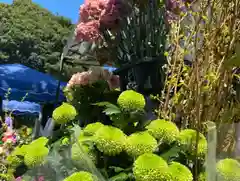 早稲田神社のお祭り