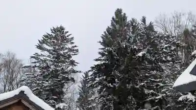 相馬妙見宮　大上川神社の自然