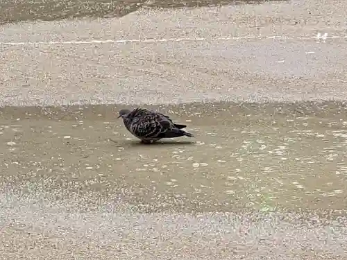 意富比神社(千葉県)
