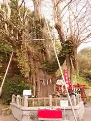 海南神社の自然