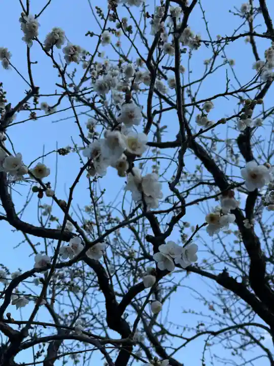 亀戸天神社の{uncategorized: "未分類", other: "その他", undefined: "問題あり", building: "その他建物", grave: "お墓", sacred_gate: "鳥居", guardian: "狛犬", statue: "像", buddha: "仏像", history: "歴史", nature: "自然", garden: "庭園", animal: "動物", pagoda: "塔", temizu: "手水舎", mountain_gate: "山門・神門", sanctuary: "本殿・本堂", subordinate: "末社・摂社", art: "芸術", scenery: "景色", jizo: "地蔵", ema: "絵馬", goshuin: "御朱印", omikuji: "おみくじ", items: "授与品その他", amulet: "お守り", goshuincho: "御朱印帳", eats: "食事", festival: "お祭り", votive_dance: "神楽", shichigosan: "七五三参", wedding: "結婚式", experience: "体験その他", initially: "初詣", around: "周辺", anti_infection: "感染症対策"}