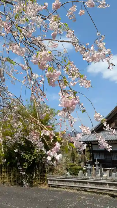 圓光寺(京都府)