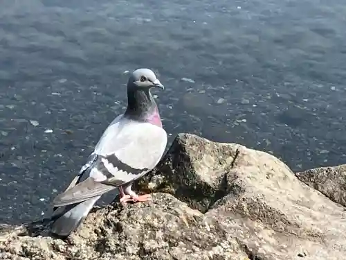 富士山本宮浅間大社の{uncategorized: "未分類", other: "その他", undefined: "問題あり", building: "その他建物", grave: "お墓", sacred_gate: "鳥居", guardian: "狛犬", statue: "像", buddha: "仏像", history: "歴史", nature: "自然", garden: "庭園", animal: "動物", pagoda: "塔", temizu: "手水舎", mountain_gate: "山門・神門", sanctuary: "本殿・本堂", subordinate: "末社・摂社", art: "芸術", scenery: "景色", jizo: "地蔵", ema: "絵馬", goshuin: "御朱印", omikuji: "おみくじ", items: "授与品その他", amulet: "お守り", goshuincho: "御朱印帳", eats: "食事", festival: "お祭り", votive_dance: "神楽", shichigosan: "七五三参", wedding: "結婚式", experience: "体験その他", initially: "初詣", around: "周辺", anti_infection: "感染症対策"}