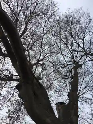 笠原神社の自然