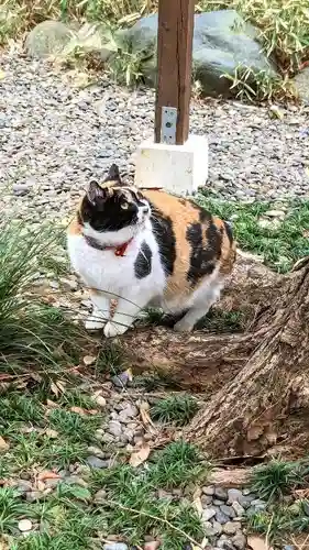 菊田神社の動物
