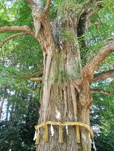 水戸八幡宮の{uncategorized: "未分類", other: "その他", undefined: "問題あり", building: "その他建物", grave: "お墓", sacred_gate: "鳥居", guardian: "狛犬", statue: "像", buddha: "仏像", history: "歴史", nature: "自然", garden: "庭園", animal: "動物", pagoda: "塔", temizu: "手水舎", mountain_gate: "山門・神門", sanctuary: "本殿・本堂", subordinate: "末社・摂社", art: "芸術", scenery: "景色", jizo: "地蔵", ema: "絵馬", goshuin: "御朱印", omikuji: "おみくじ", items: "授与品その他", amulet: "お守り", goshuincho: "御朱印帳", eats: "食事", festival: "お祭り", votive_dance: "神楽", shichigosan: "七五三参", wedding: "結婚式", experience: "体験その他", initially: "初詣", around: "周辺", anti_infection: "感染症対策"}