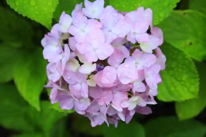 白山神社(東京都)