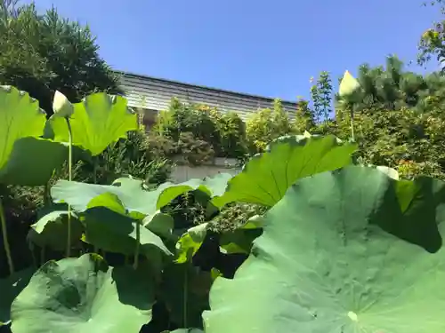 日蓮宗本牧山妙香寺の自然