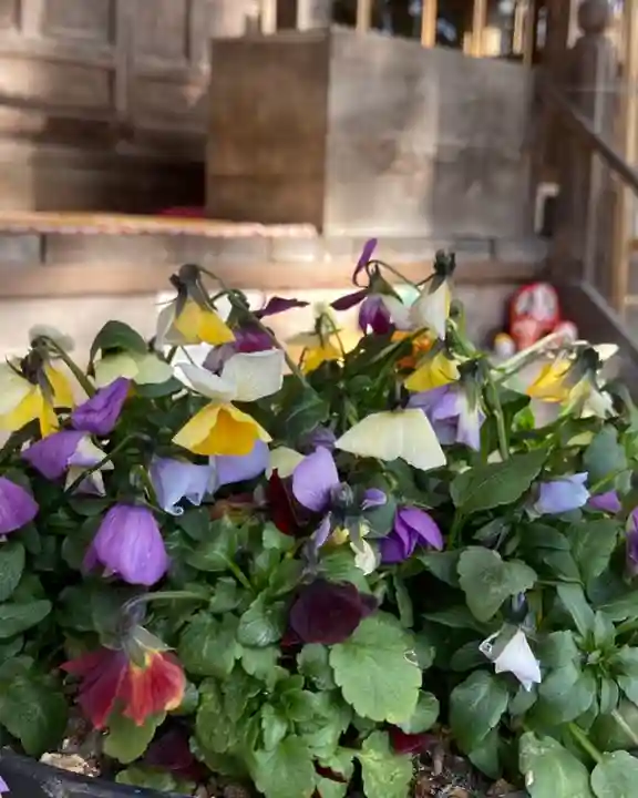 高司神社〜むすびの神の鎮まる社〜の自然