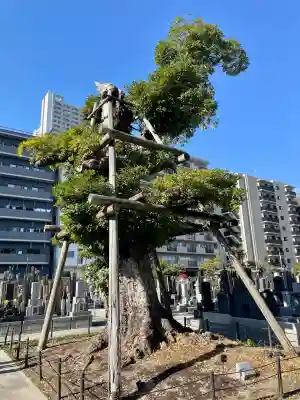 法泉寺(東京都)