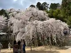 小川諏訪神社の自然