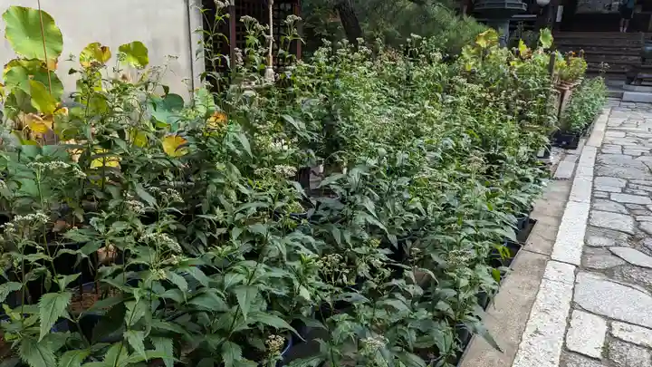 行願寺(革堂)(京都府)