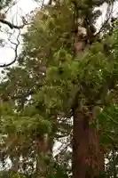菊宮神社(宮崎県)