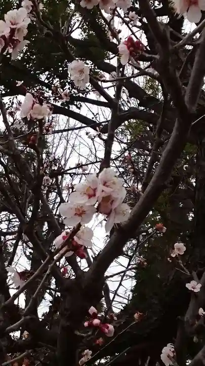 居木神社(東京都)