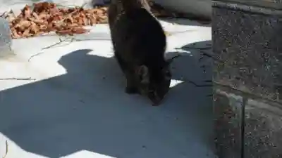 法輪寺(徳島県)