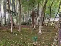 地蔵院(京都府)