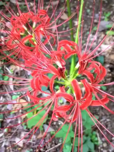 田端神社(東京都)