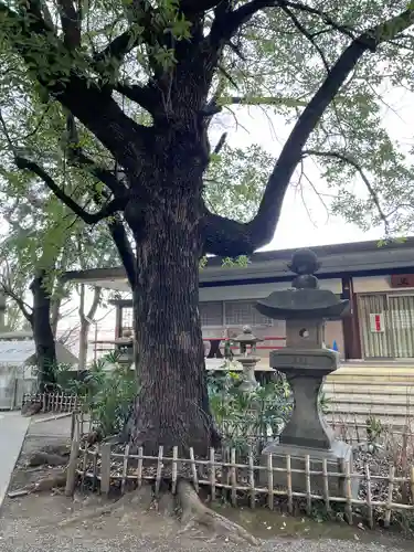 王子稲荷神社の自然