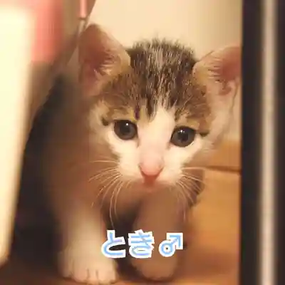 天王山 安楽寺(福井県)